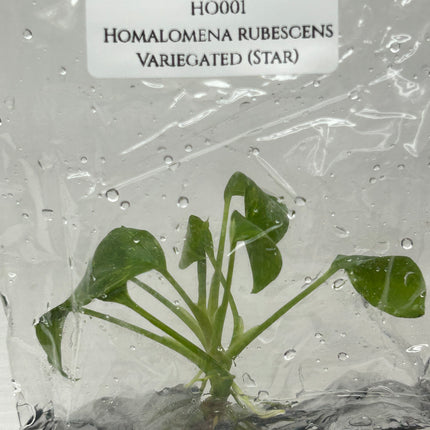 Homalomena Rubescens Albo Variegated (Star) Tissue Culture (1 item/bag)