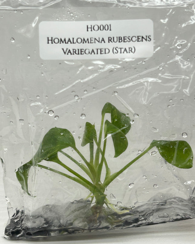 Homalomena Rubescens Albo Variegated (Star) Tissue Culture (1 item/bag)
