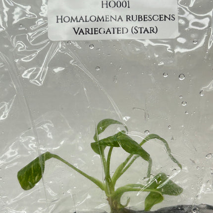 Homalomena Rubescens Albo Variegated (Star) Tissue Culture (1 item/bag)