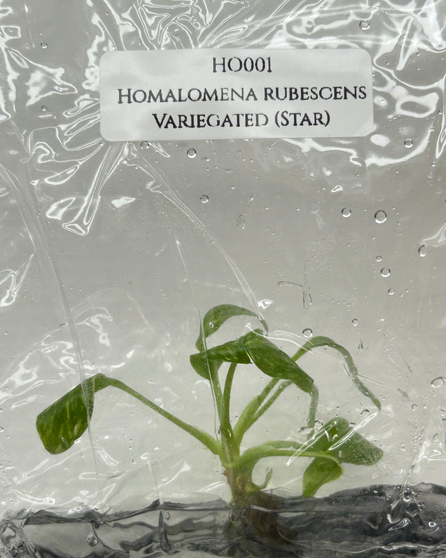 Homalomena Rubescens Albo Variegated (Star) Tissue Culture (1 item/bag)