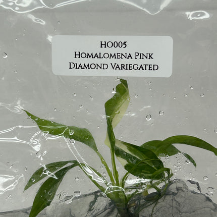 Homalomena Pink Diamond Variegated Tissue Culture (1 item/bag)