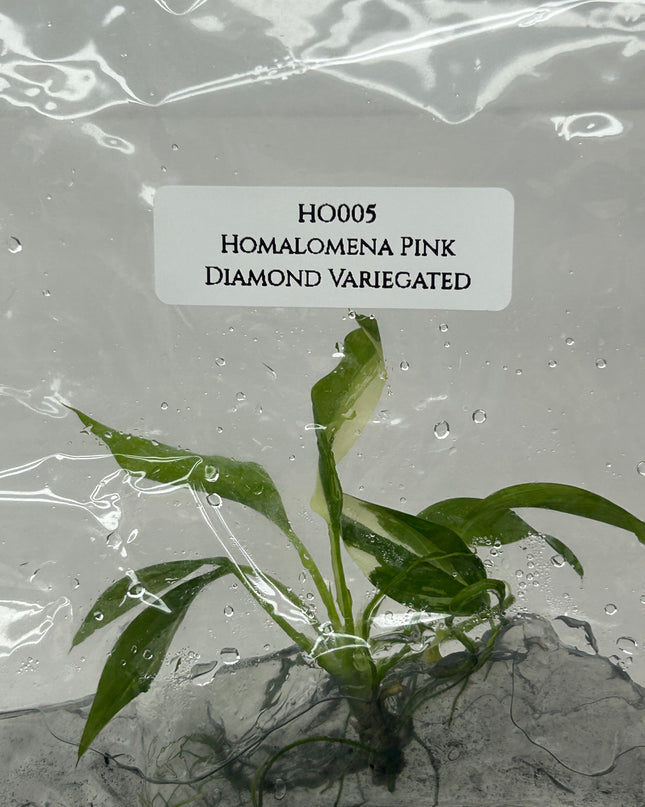 Homalomena Pink Diamond Variegated Tissue Culture (1 item/bag)