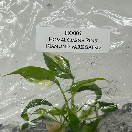 Homalomena Pink Diamond Variegated Tissue Culture (1 item/bag)