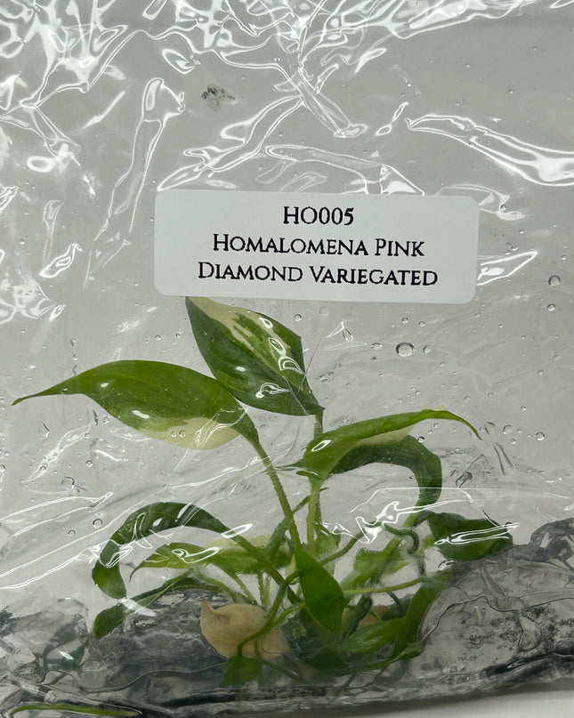 Homalomena Pink Diamond Variegated Tissue Culture (1 item/bag)