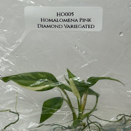 Homalomena Pink Diamond Variegated Tissue Culture (1 item/bag)
