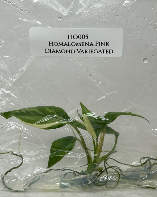 Homalomena Pink Diamond Variegated Tissue Culture (1 item/bag)