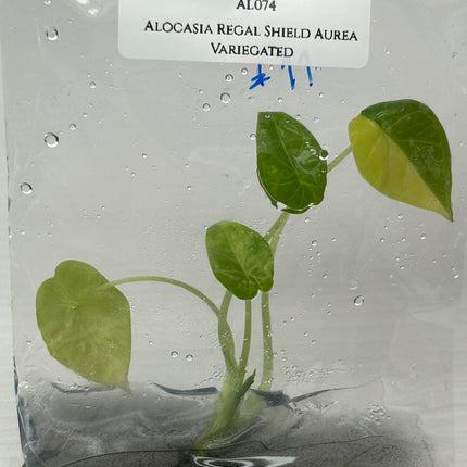 Alocasia Regal Shield Aurea Variegated (1 item/bag) Tissue Culture