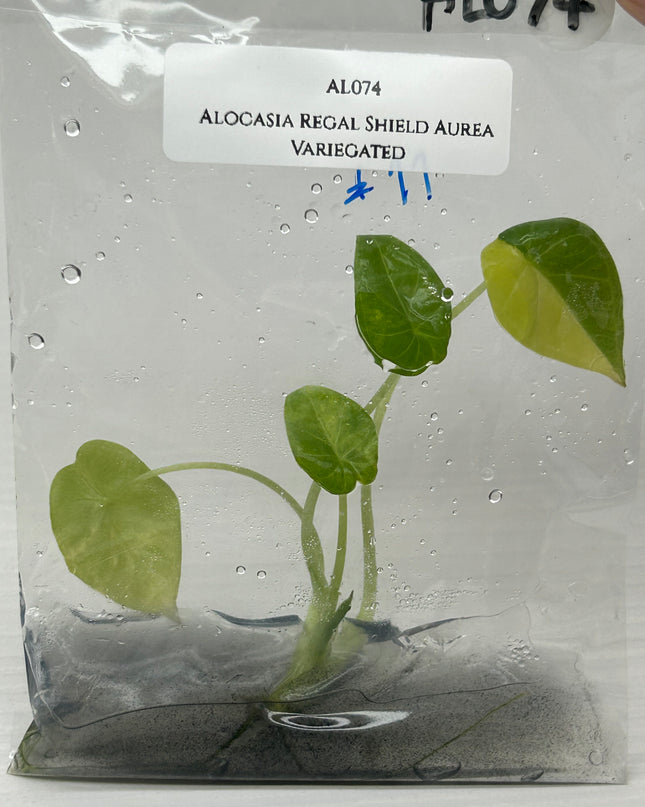 Alocasia Regal Shield Aurea Variegated (1 item/bag) Tissue Culture