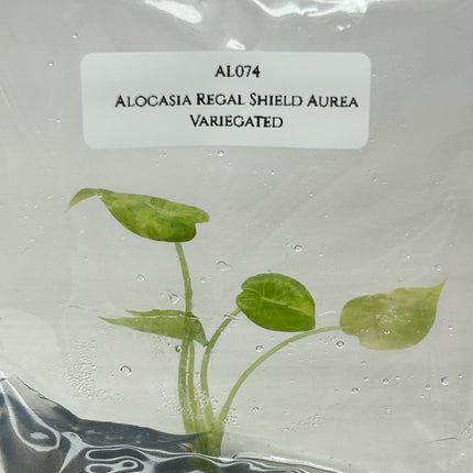 Alocasia Regal Shield Aurea Variegated (1 item/bag) Tissue Culture