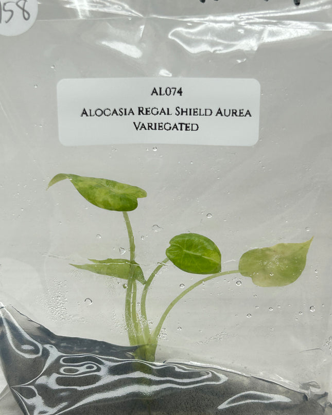 Alocasia Regal Shield Aurea Variegated (1 item/bag) Tissue Culture