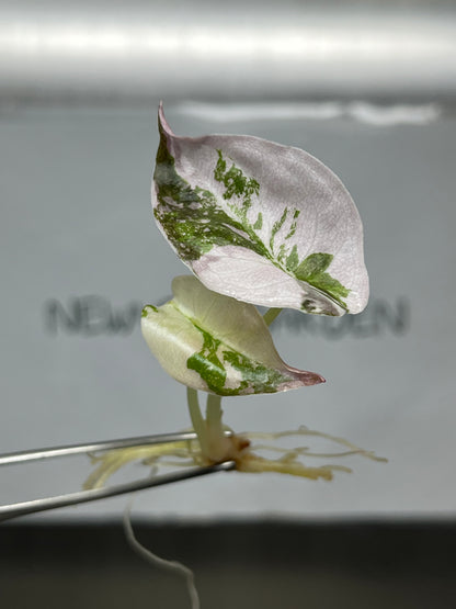 Alocasia Cuprea Pink Variegated Tissue Culture (1 item/bag)