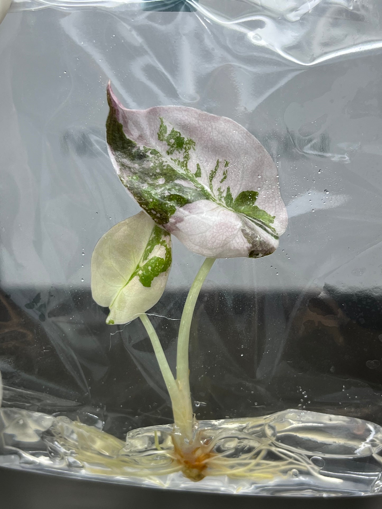 Alocasia Cuprea Pink Variegated Tissue Culture (1 item/bag)