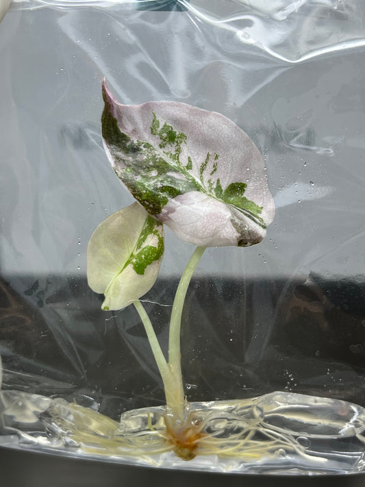 Alocasia Cuprea Pink Variegated Tissue Culture (1 item/bag)