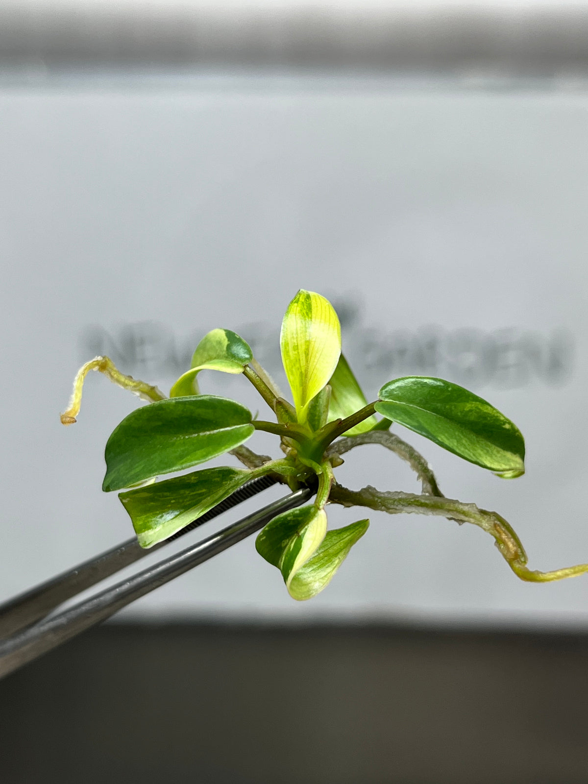 Philodendron Joepii Variegated (1 plantlet/bag) Tissue culture