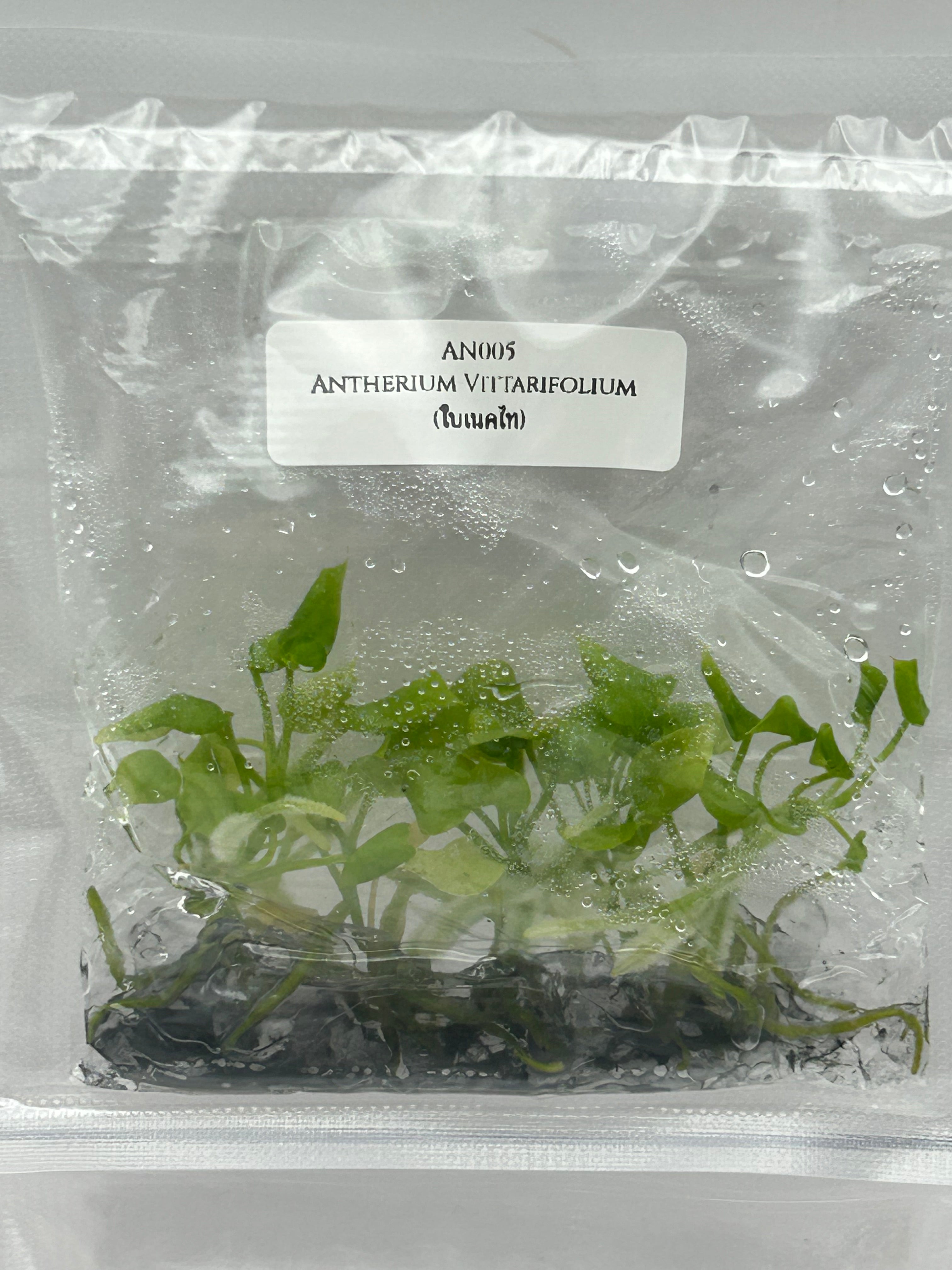 Anthurium Vittarifolium (ใบเนคไท) (5 plantlets/bag) Tissue culture