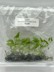 Anthurium Vittarifolium (ใบเนคไท) (5 plantlets/bag) Tissue culture