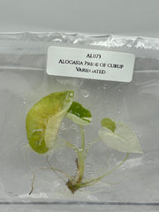 Alocasia Pride of curup Variegated (1 plantlet/bag) Tissue culture
