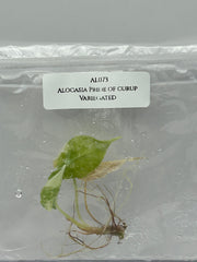 Alocasia Pride of curup Variegated (1 plantlet/bag) Tissue culture