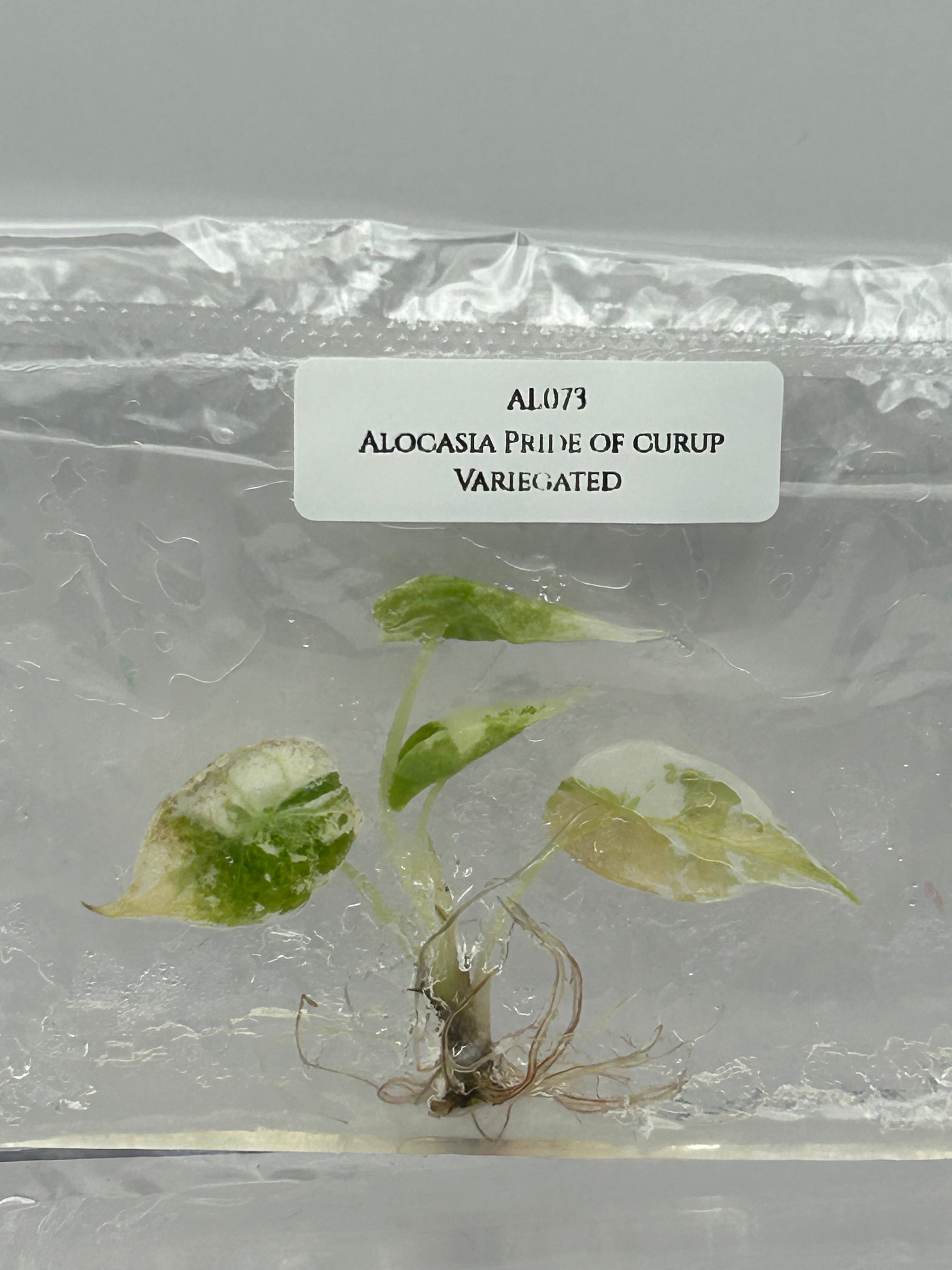 Alocasia Pride of curup Variegated (1 plantlet/bag) Tissue culture