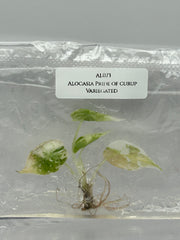 Alocasia Pride of curup Variegated (1 plantlet/bag) Tissue culture