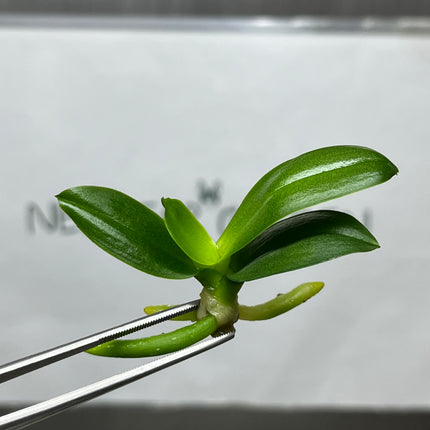 Phalaenopsis (U2-6) Tissue Culture (1 plant/bag)