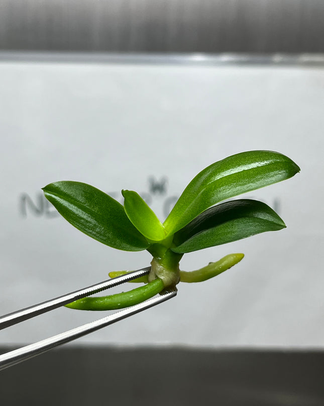 Phalaenopsis (U2-6) Tissue Culture (1 plant/bag)