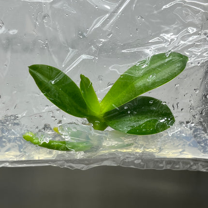 Phalaenopsis (U2-6) Tissue Culture (1 plant/bag)