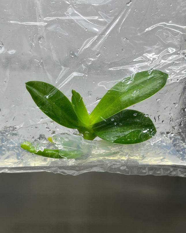 Phalaenopsis (U2-6) Tissue Culture (1 plant/bag)