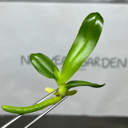 Phalaenopsis (U2-3) Tissue Culture (1 plant/bag)