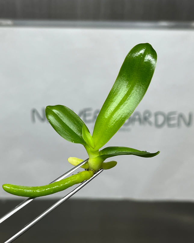 Phalaenopsis (U2-3) Tissue Culture (1 plant/bag)