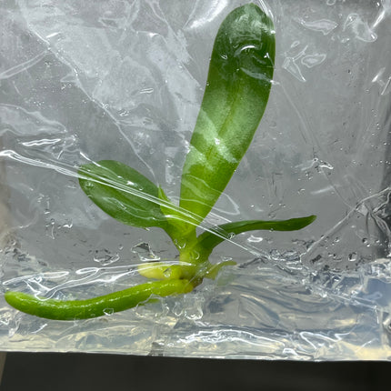 Phalaenopsis (U2-3) Tissue Culture (1 plant/bag)