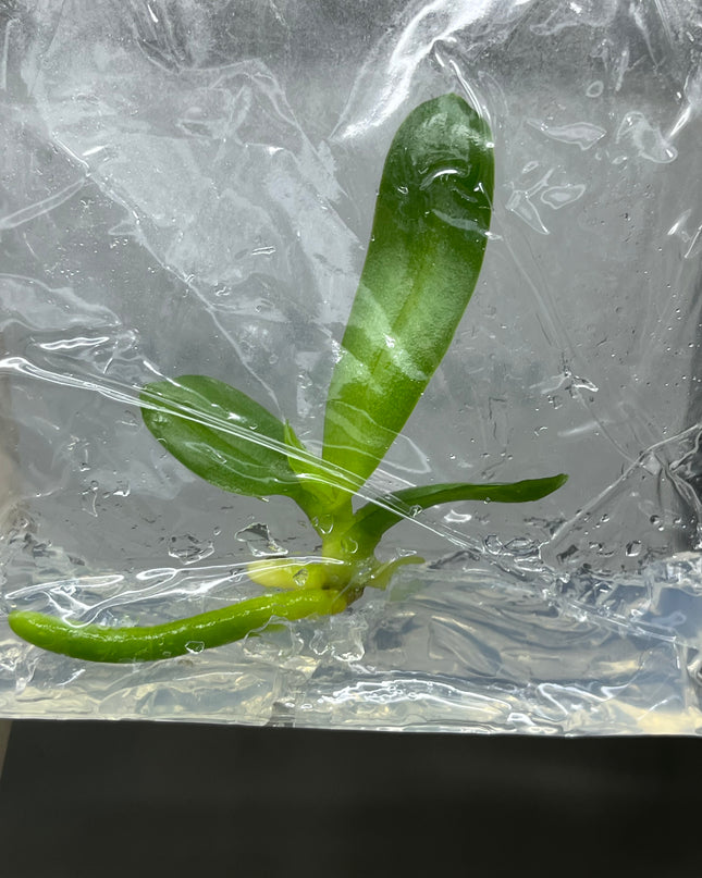 Phalaenopsis (U2-3) Tissue Culture (1 plant/bag)