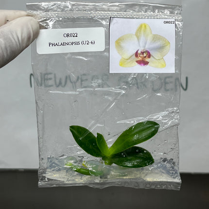 Phalaenopsis (U2-6) Tissue Culture (1 plant/bag)