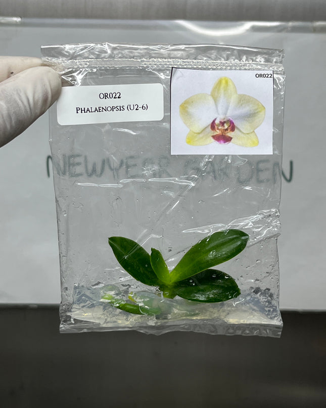 Phalaenopsis (U2-6) Tissue Culture (1 plant/bag)