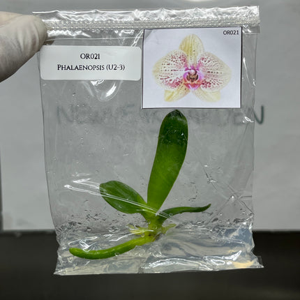 Phalaenopsis (U2-3) Tissue Culture (1 plant/bag)