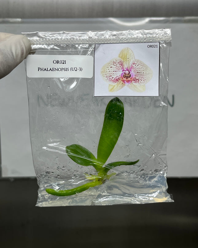 Phalaenopsis (U2-3) Tissue Culture (1 plant/bag)