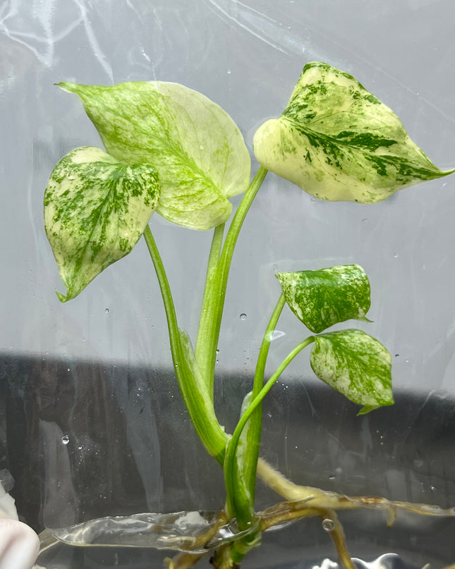Special Set Monstera Deliciosa Mint Variegated (3 bags/set)