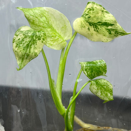 Wholesale Monstera Deliciosa Mint Variegated Tissue Culture (10 Bags)