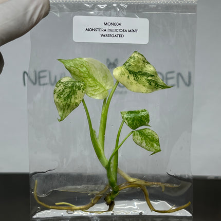 Wholesale Monstera Deliciosa Mint Variegated Tissue Culture (10 Bags)