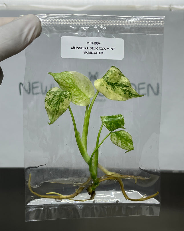 Wholesale Monstera Deliciosa Mint Variegated Tissue Culture (10 Bags)