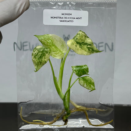 Special Set Monstera Deliciosa Mint Variegated (3 bags/set)