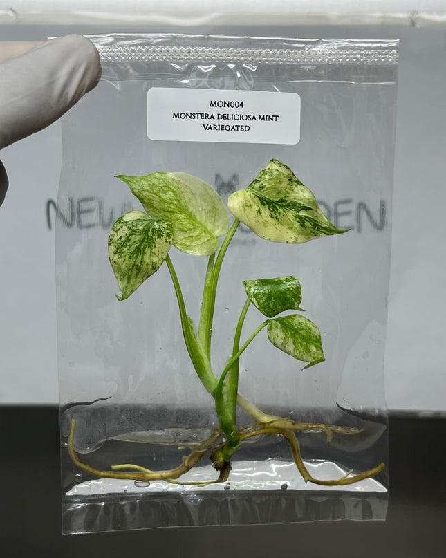 Special Set Monstera Deliciosa Mint Variegated (3 bags/set)