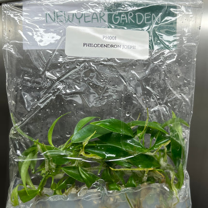 Special Set (1) of 10 Bags of Philodendron Tissue Culture