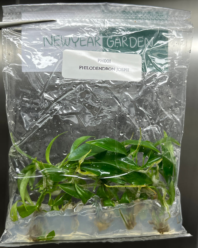 Special Set (1) of 10 Bags of Philodendron Tissue Culture