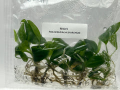 Philodendron sharoniae (5 plants/bag) Tissue Culture
