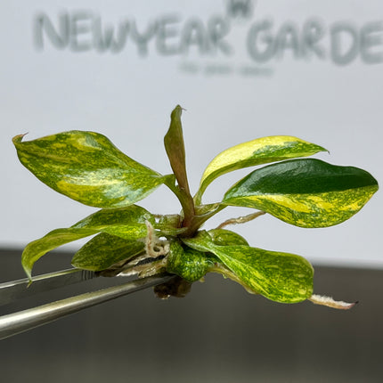 Wholesale Philodendron Orange Princess Variegated Tissue Culture (10 Bags)