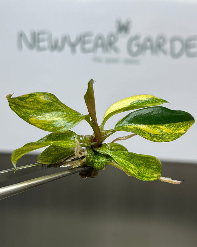Wholesale Philodendron Orange Princess Variegated Tissue Culture (10 Bags)