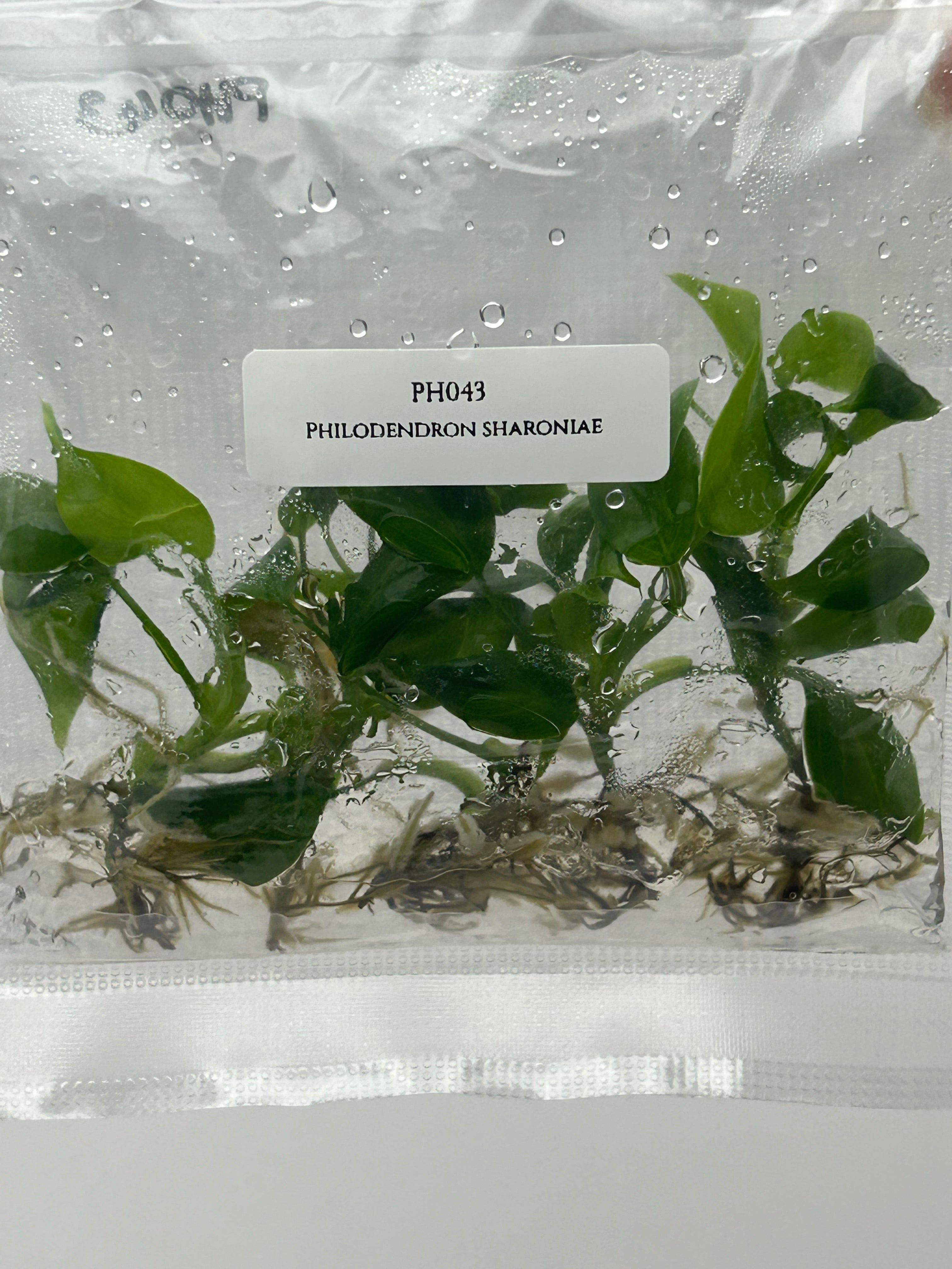 Philodendron sharoniae (5 plants/bag) Tissue Culture