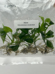 Philodendron sharoniae (5 plants/bag) Tissue Culture
