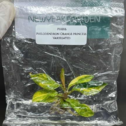 Wholesale Philodendron Orange Princess Variegated Tissue Culture (10 Bags)
